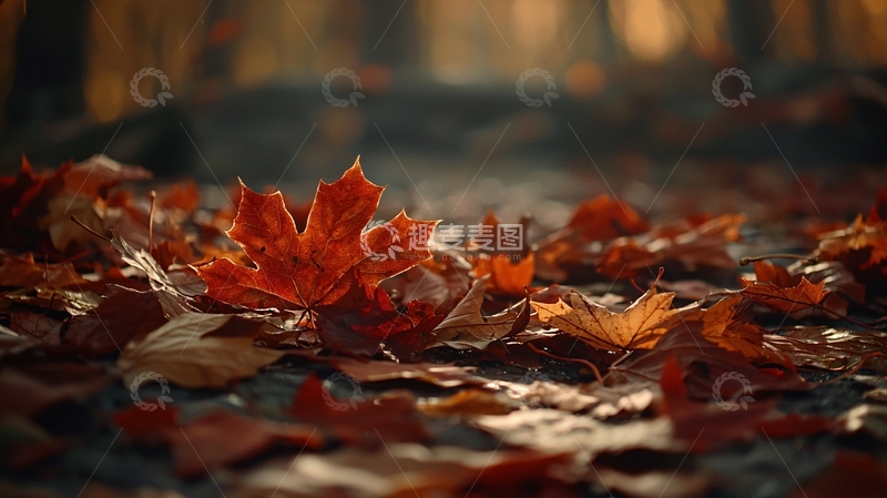 高清大图下载【趣麦麦图】秋日森林落叶地面特写