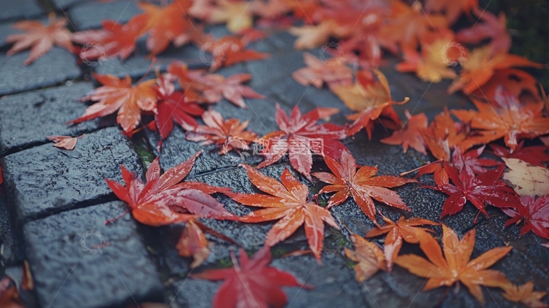 高清大图下载【趣麦麦图】秋叶铺满石板路