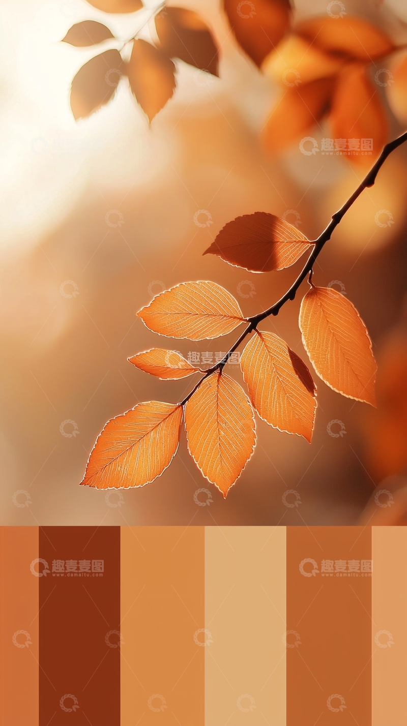 高清大图下载【趣麦麦图】秋日暖阳下的橙色树叶
