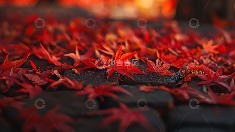 高清大图下载【趣麦麦图】红枫叶