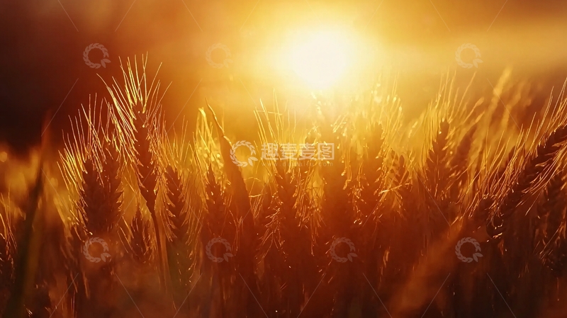 高清大图下载【趣麦麦图】夕阳下的麦田