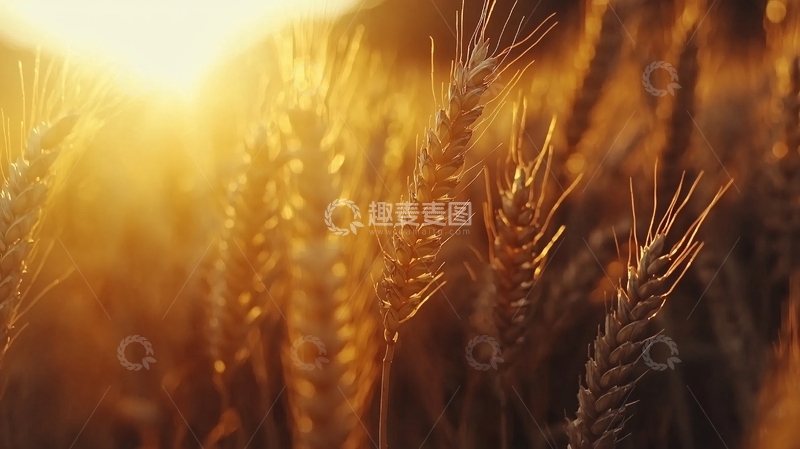 高清大图下载【趣麦麦图】麦田夕阳