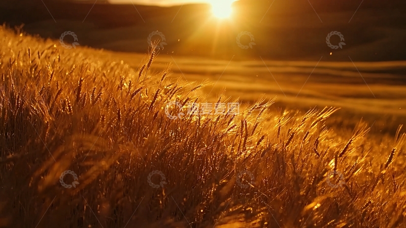 高清大图下载【趣麦麦图】金色麦田夕阳景色