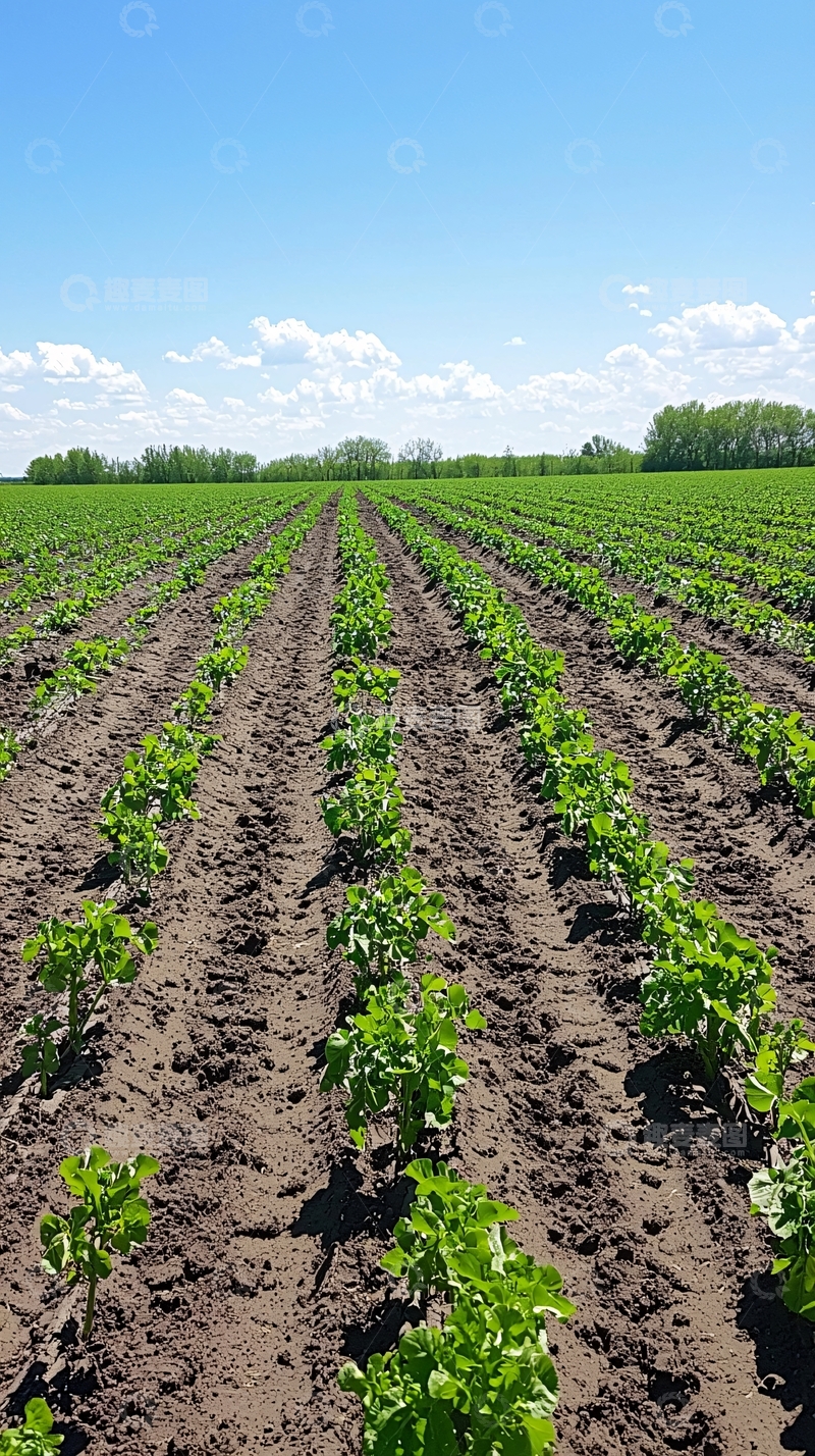 高清大图下载【趣麦麦图】田间作物生长景象