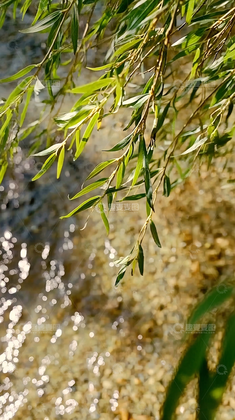 高清大图下载【趣麦麦图】绿叶垂在清澈溪流