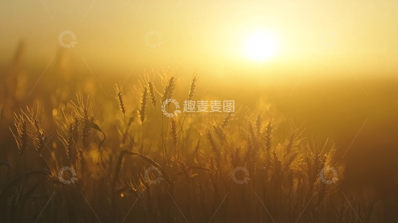 高清大图下载【趣麦麦图】金黄麦田日落剪影