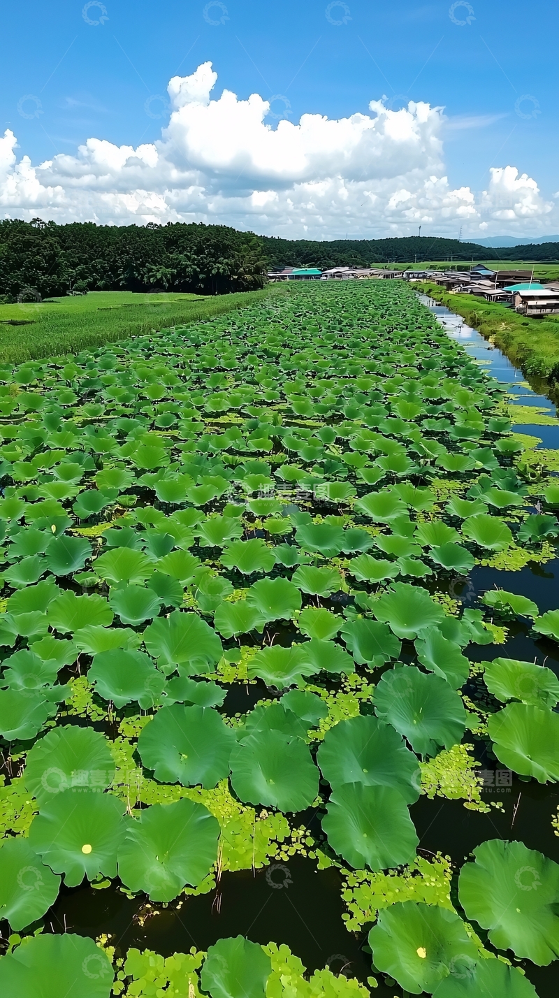 高清大图下载【趣麦麦图】碧绿荷叶田田水面