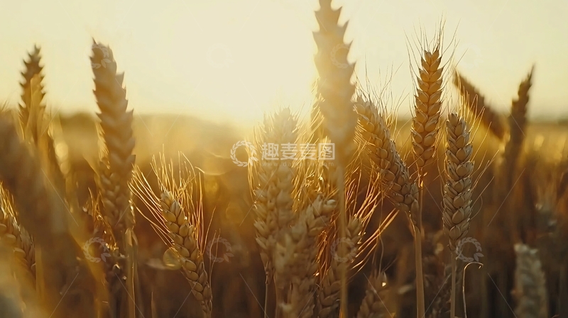 高清大图下载【趣麦麦图】金黄麦田夕阳景色