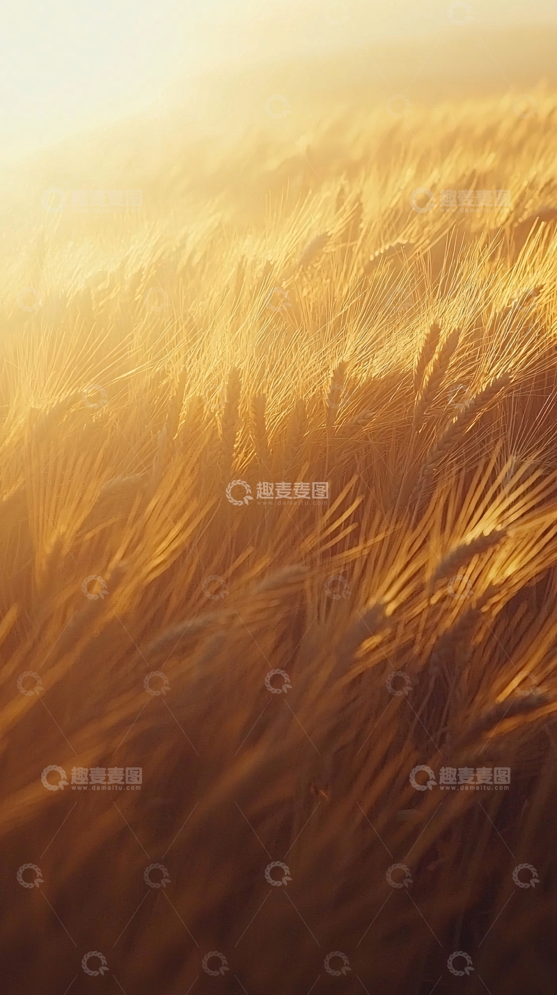 高清大图下载【趣麦麦图】金黄麦田夕阳景色