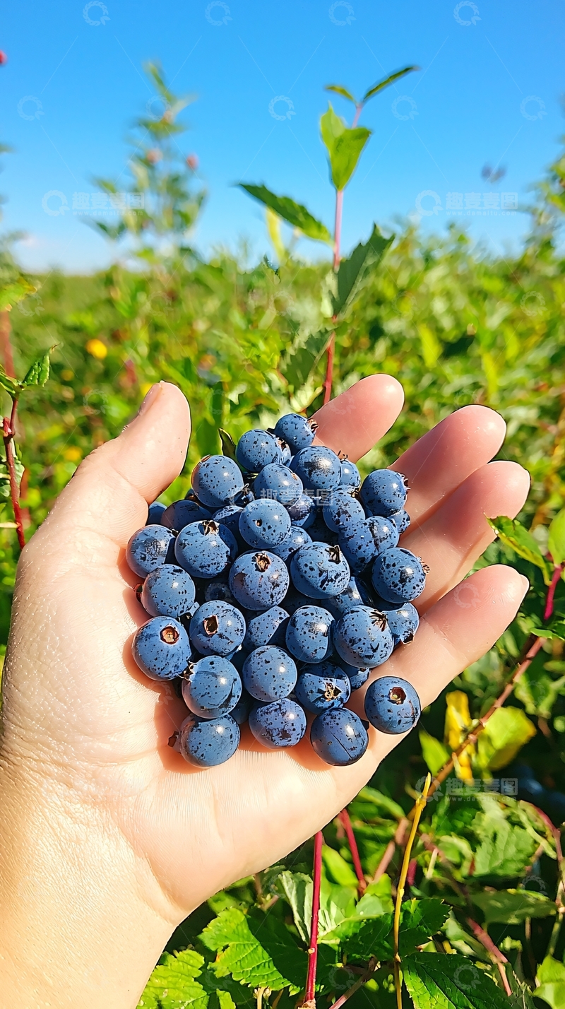 高清大图下载【趣麦麦图】手中一把新鲜蓝莓