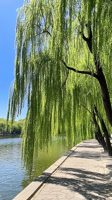 垂柳湖边风景