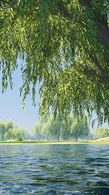 垂柳湖边风景
