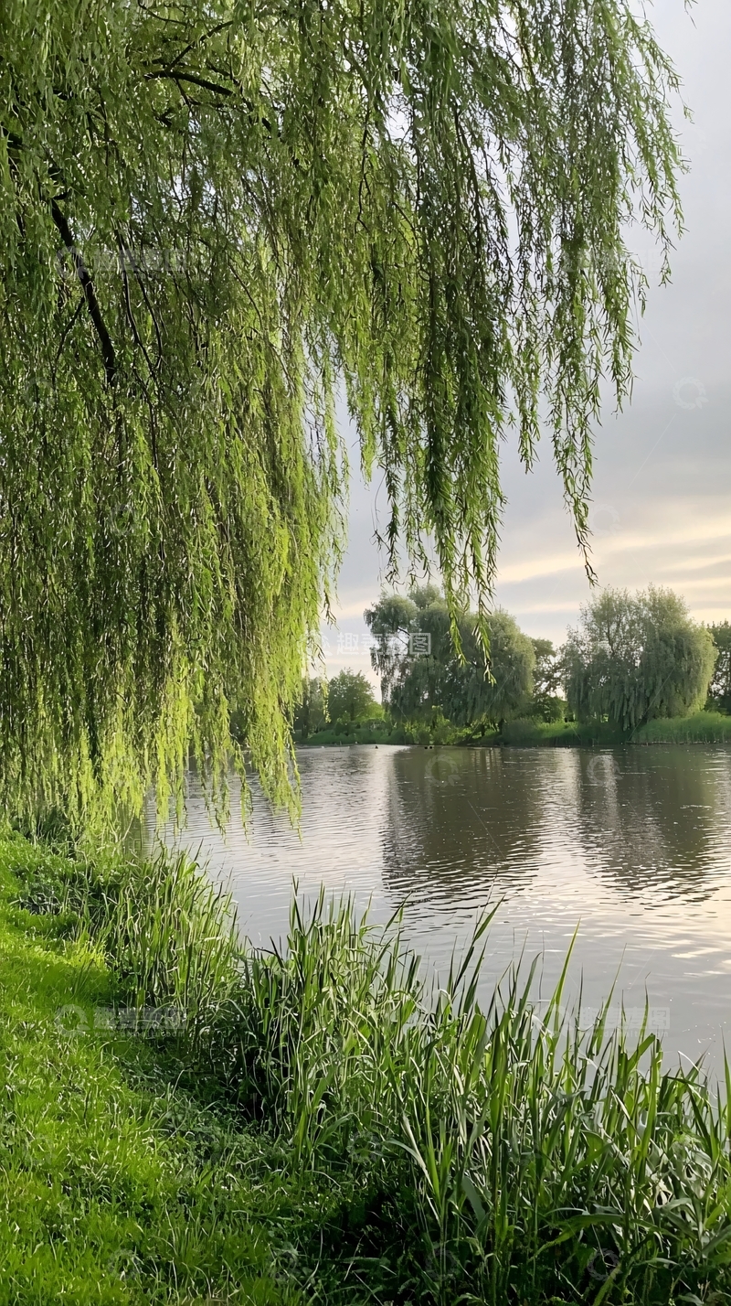 高清大图下载【趣麦麦图】垂柳依依