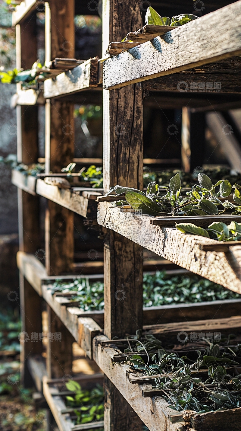 高清大图下载【趣麦麦图】木架上晒干的绿色植物