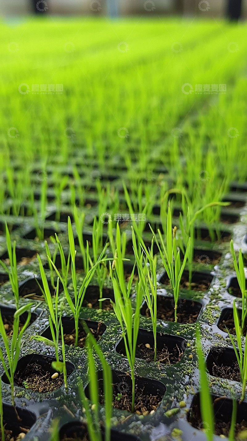 高清大图下载【趣麦麦图】绿油油的秧苗在育苗盘里