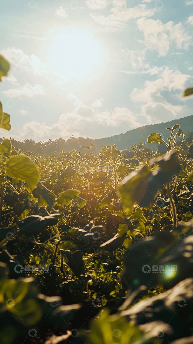 高清大图下载【趣麦麦图】阳光透过树叶洒向田野