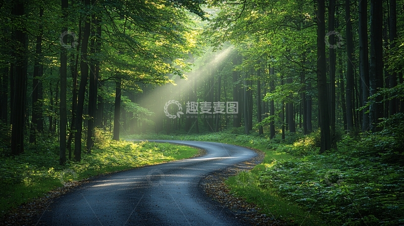 高清大图下载【趣麦麦图】森林中的蜿蜒小路