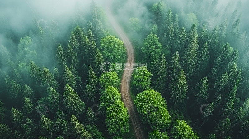 高清大图下载【趣麦麦图】森林中的蜿蜒小路