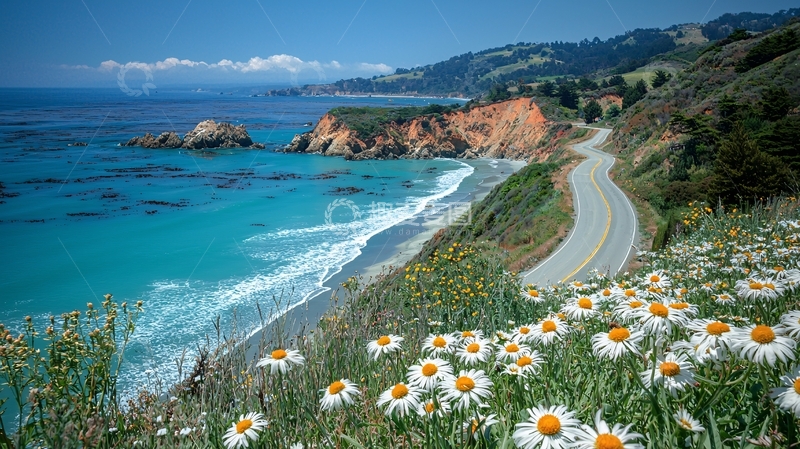 高清大图下载【趣麦麦图】海岸公路沿线雏菊花海