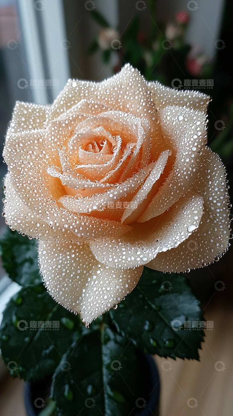 高清大图下载【趣麦麦图】清晨露珠玫瑰花