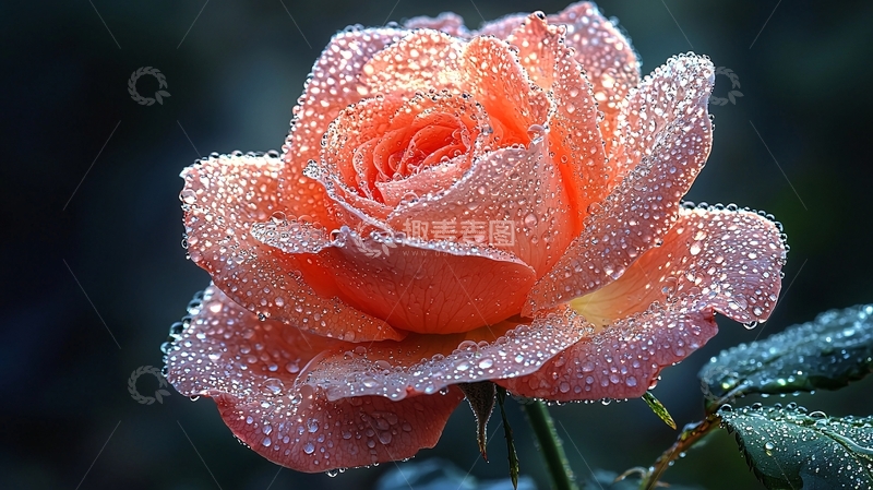 高清大图下载【趣麦麦图】水珠玫瑰