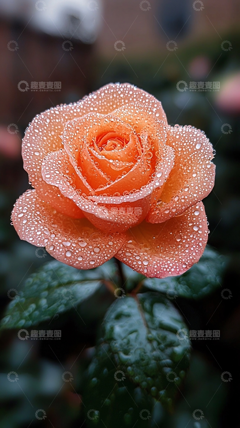 高清大图下载【趣麦麦图】橙色玫瑰雨露
