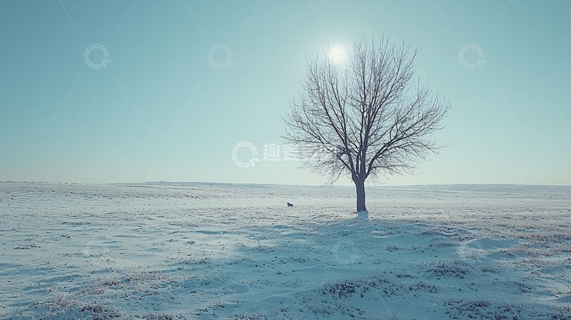 高清大图下载【趣麦麦图】孤单的树在雪地里