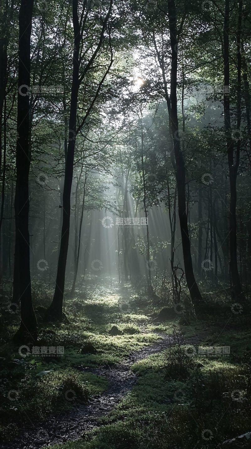高清大图下载【趣麦麦图】雾气森林小路