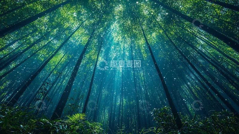 高清大图下载【趣麦麦图】仰望森林树木光线