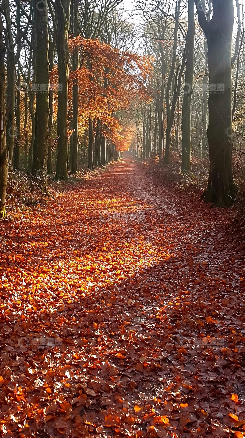 高清大图下载【趣麦麦图】秋日森林小路