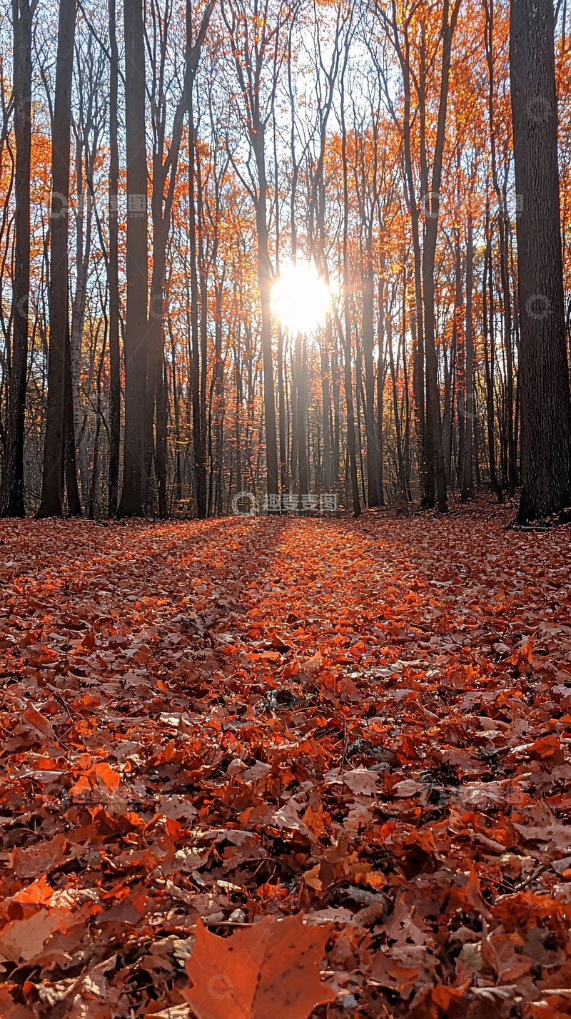 高清大图下载【趣麦麦图】秋日阳光穿透树林