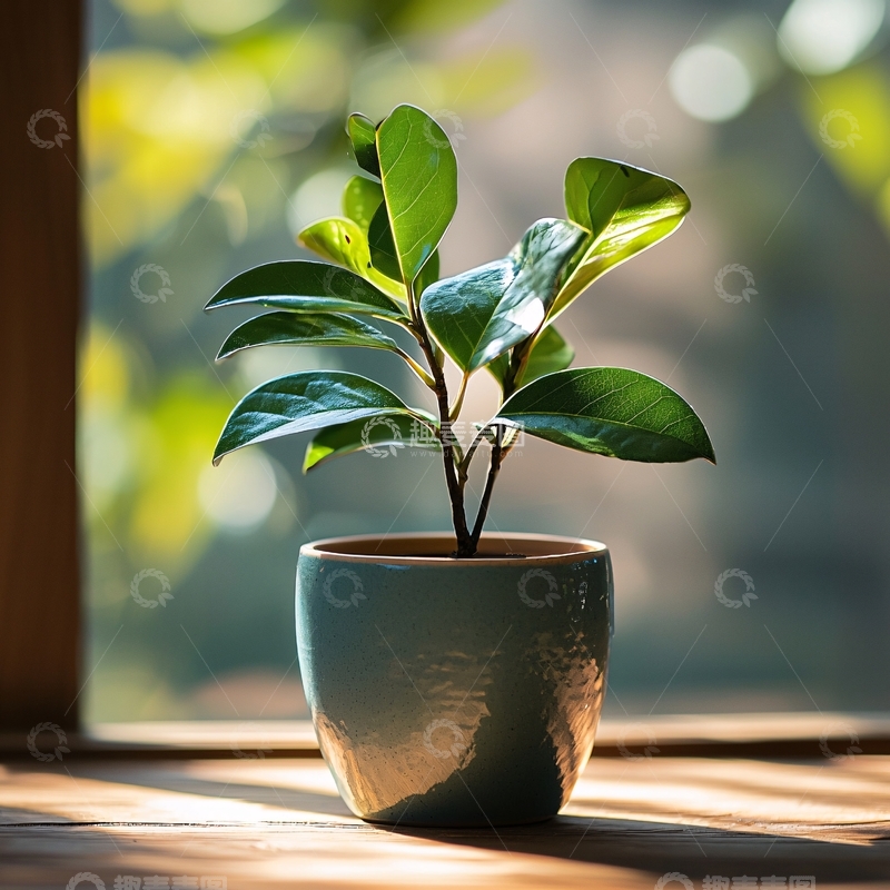 高清大图下载【趣麦麦图】阳光下窗台上的绿植盆栽