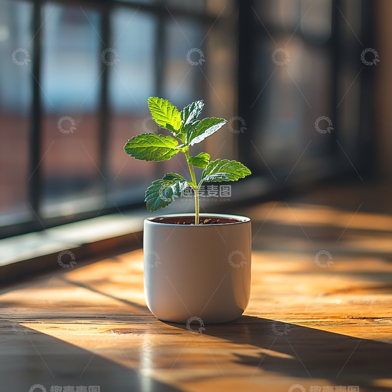 高清大图下载【趣麦麦图】窗边阳光下的盆栽小苗