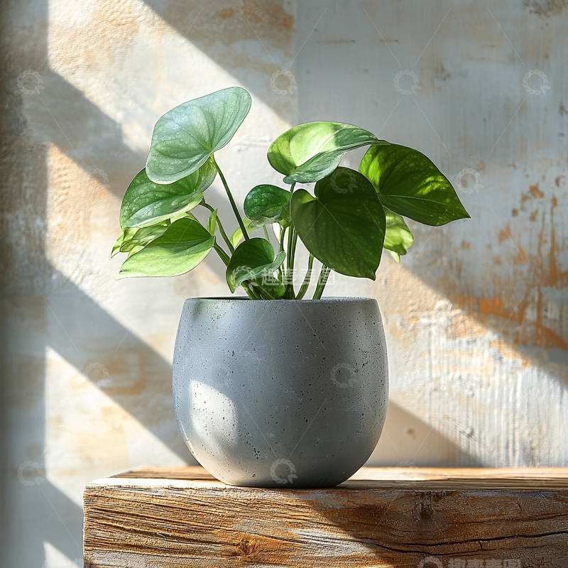 高清大图下载【趣麦麦图】绿植盆栽