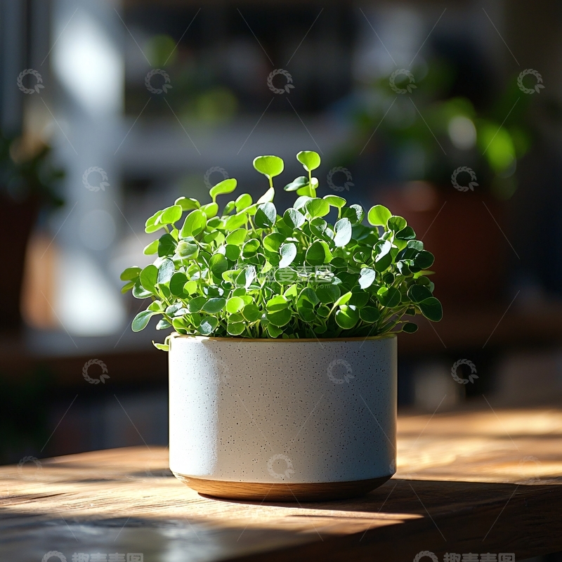 高清大图下载【趣麦麦图】清新绿色盆栽特写