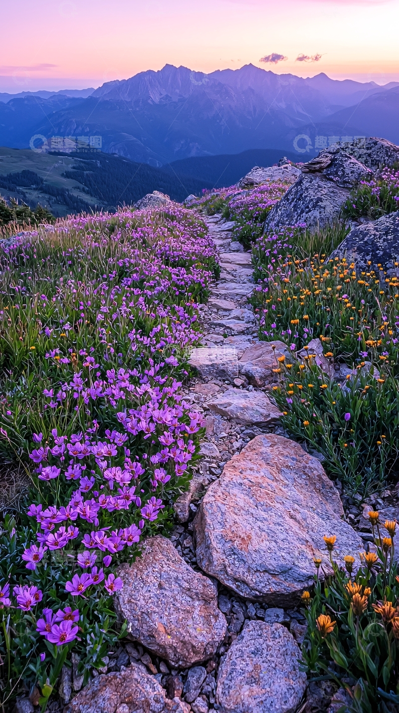 高清大图下载【趣麦麦图】山路野花日落景色