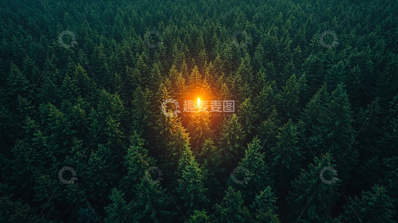 高清大图下载【趣麦麦图】森林中央的光芒