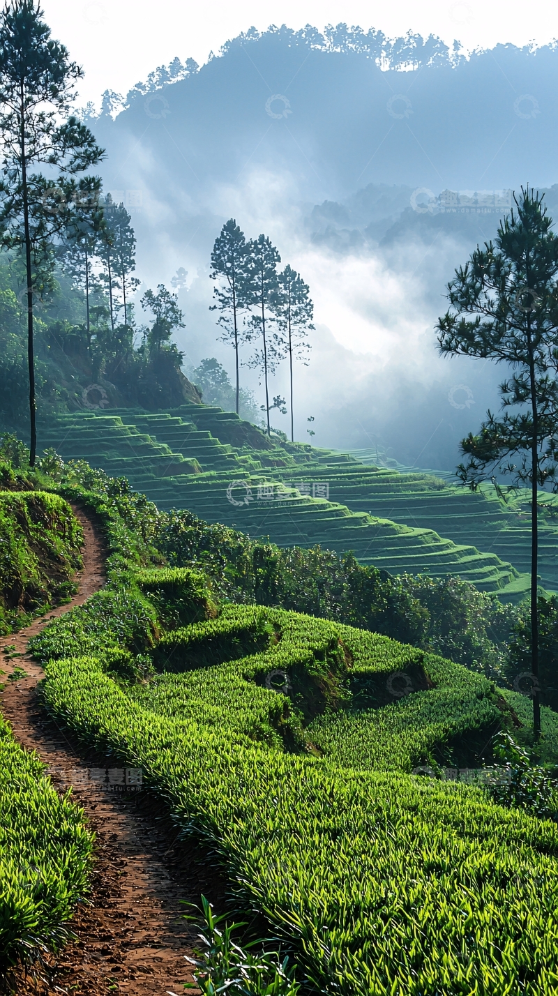 高清大图下载【趣麦麦图】翠绿茶园的晨雾