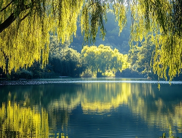 湖面平静树木倒影