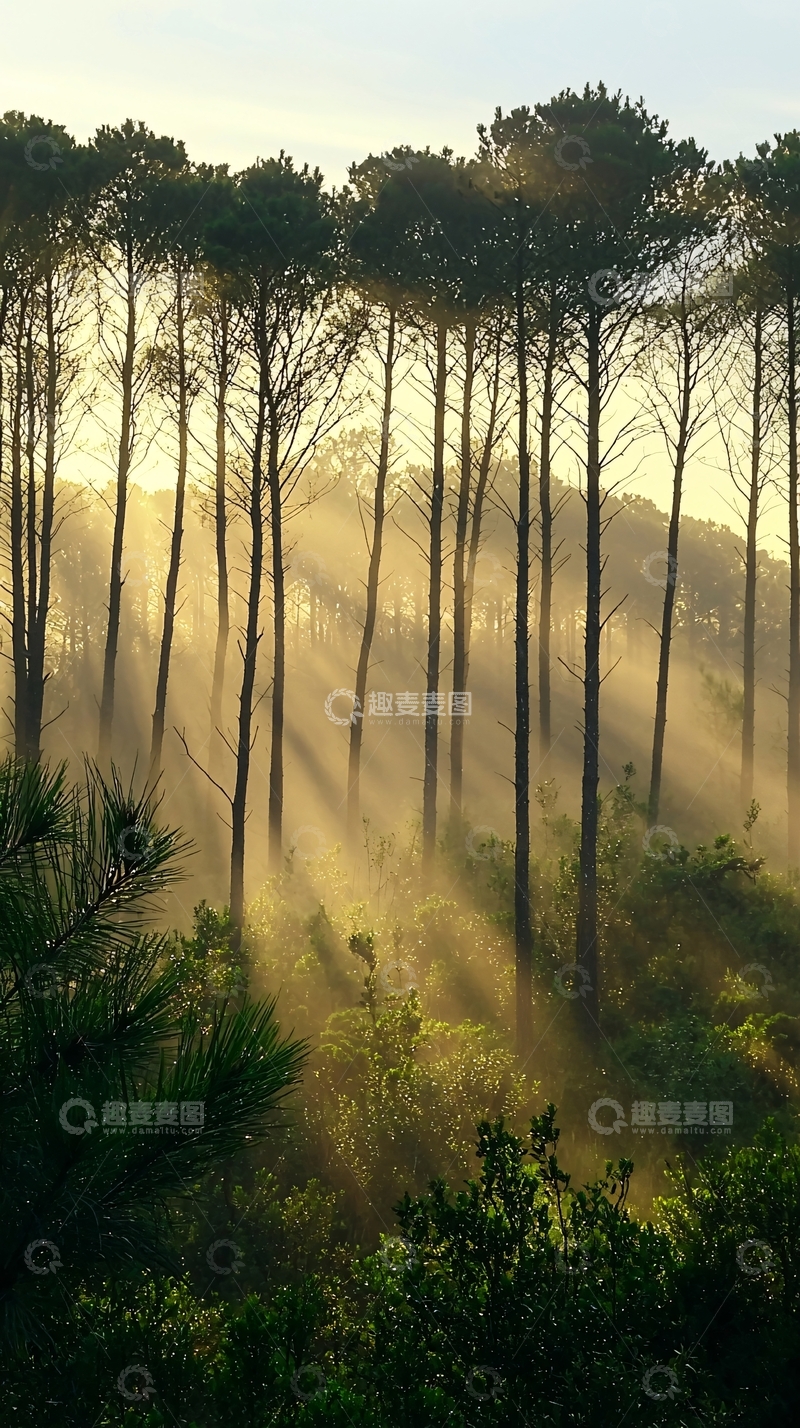 高清大图下载【趣麦麦图】阳光森林