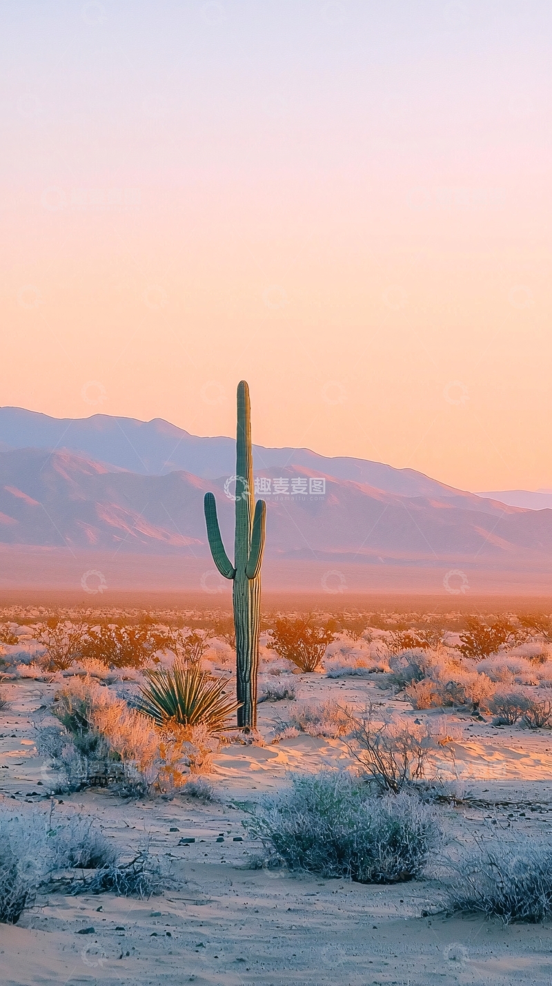 高清大图下载【趣麦麦图】沙漠中的仙人掌