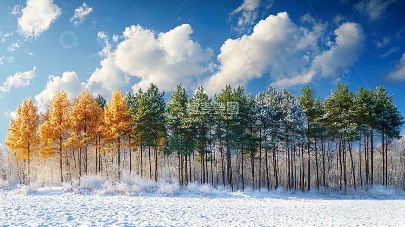 高清大图下载【趣麦麦图】四季树林