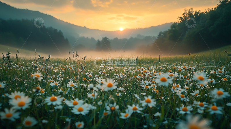 高清大图下载【趣麦麦图】日出山谷野花田