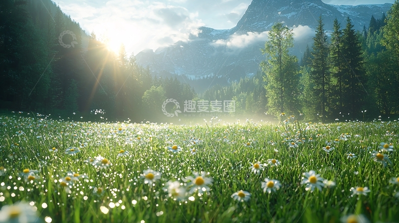 高清大图下载【趣麦麦图】清晨阳光下的山谷花田