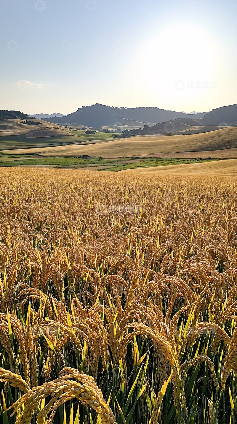 高清大图下载【趣麦麦图】金黄麦田远山风景