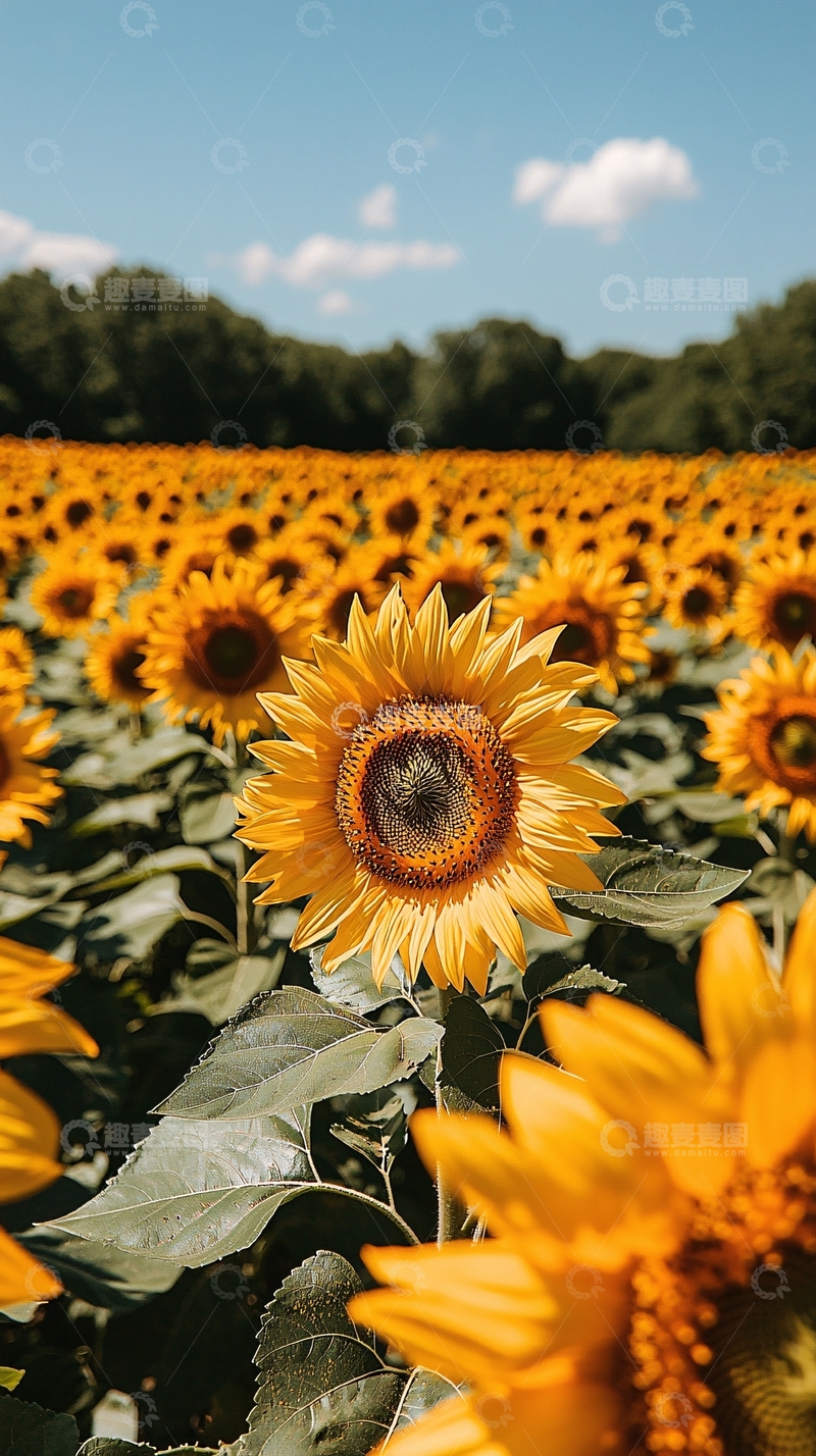 高清大图下载【趣麦麦图】向日葵花田