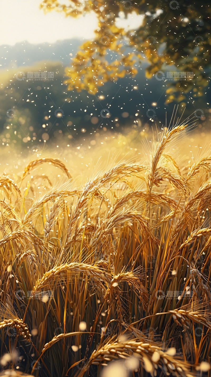 高清大图下载【趣麦麦图】金色麦田阳光洒落