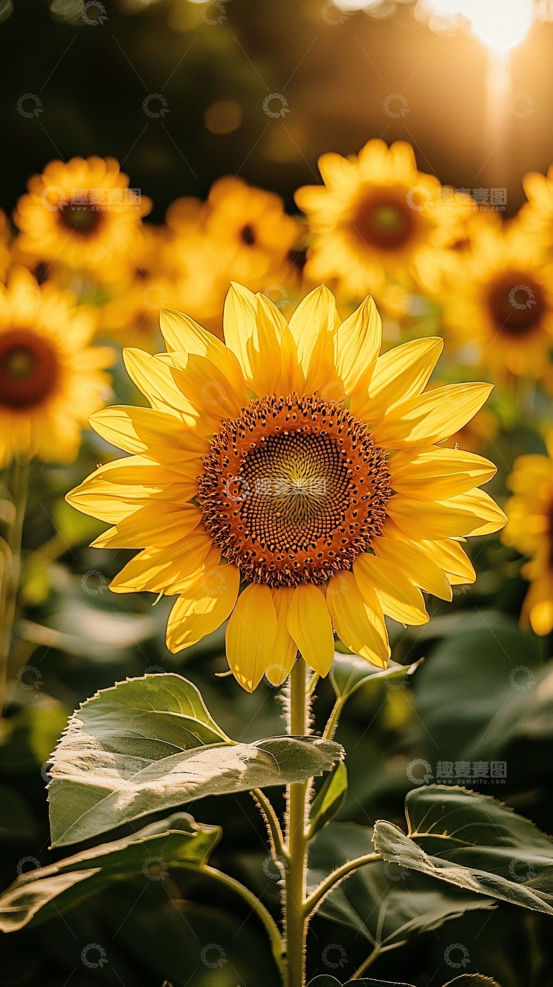 高清大图下载【趣麦麦图】向日葵特写