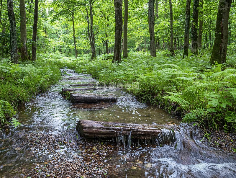 高清大图下载【趣麦麦图】森林小溪