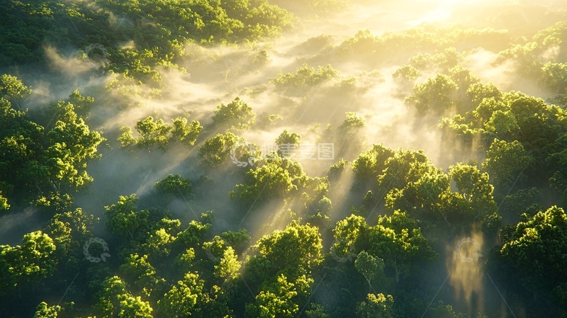 高清大图下载【趣麦麦图】清晨阳光洒在雾气森林